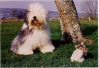 Le bobtail, chien de berger