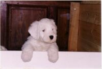 Chiot de 6 semaines