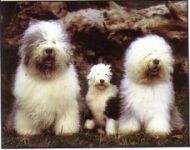 Papa, maman et b�b�