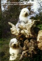 HERCULE POIROT et HAPPY PANDY